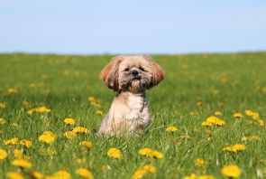 Lhasa Apso Outside in a Field